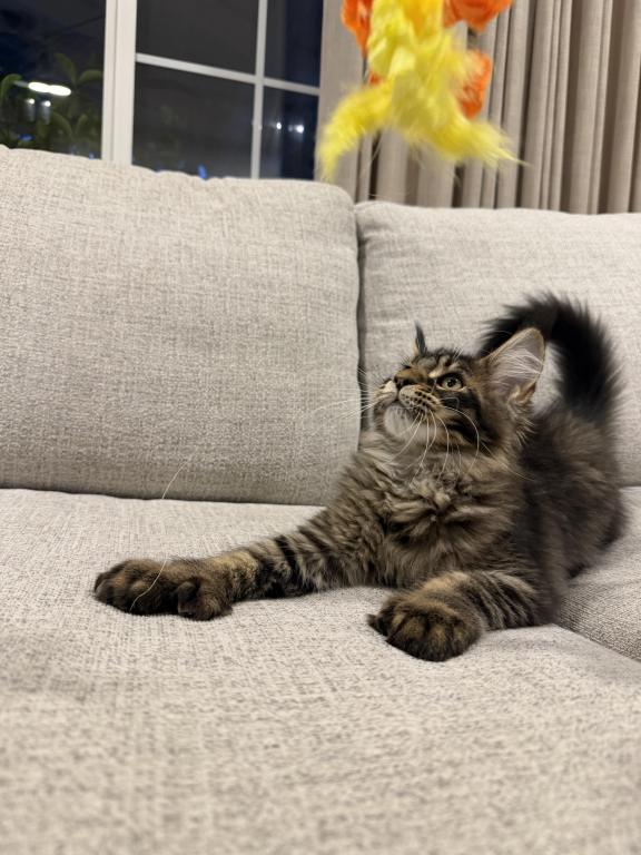 Thor photo 4