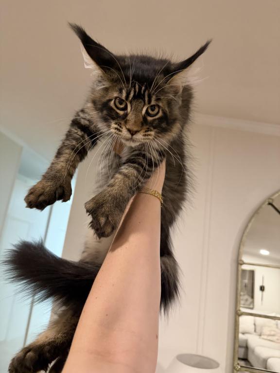 Thor photo 2