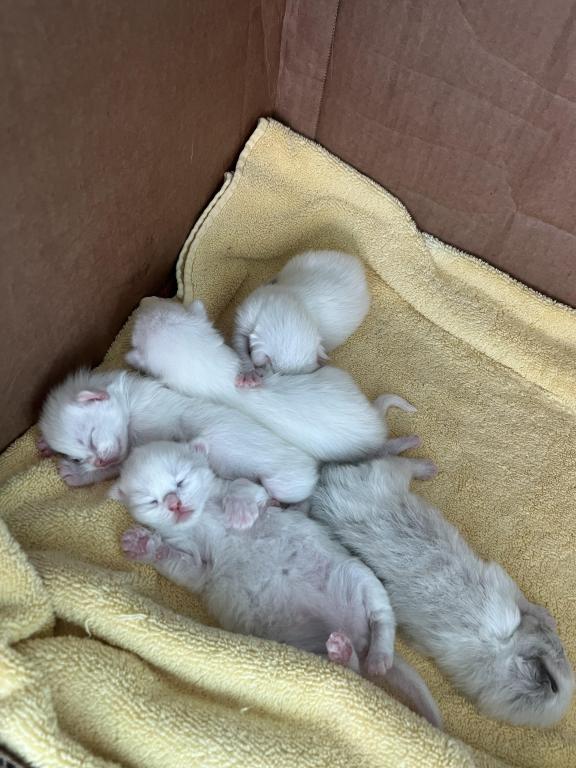 Brooklyn And Dakotas Loving Babies photo 2