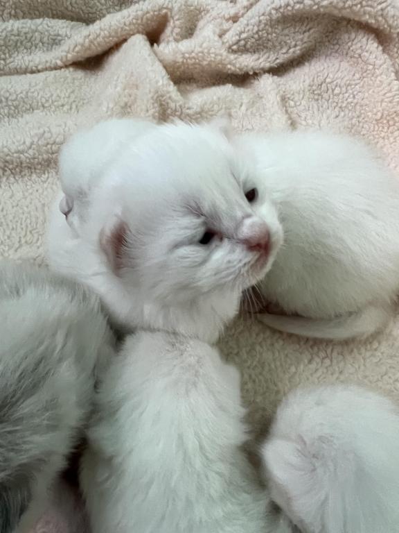 Brooklyn And Dakotas Loving Babies photo 4