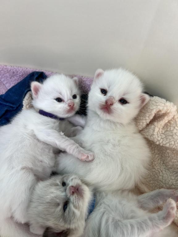Brooklyn And Dakotas Loving Babies photo 1
