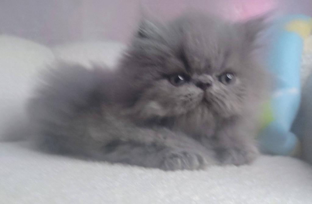 Blue Persian Male photo 1