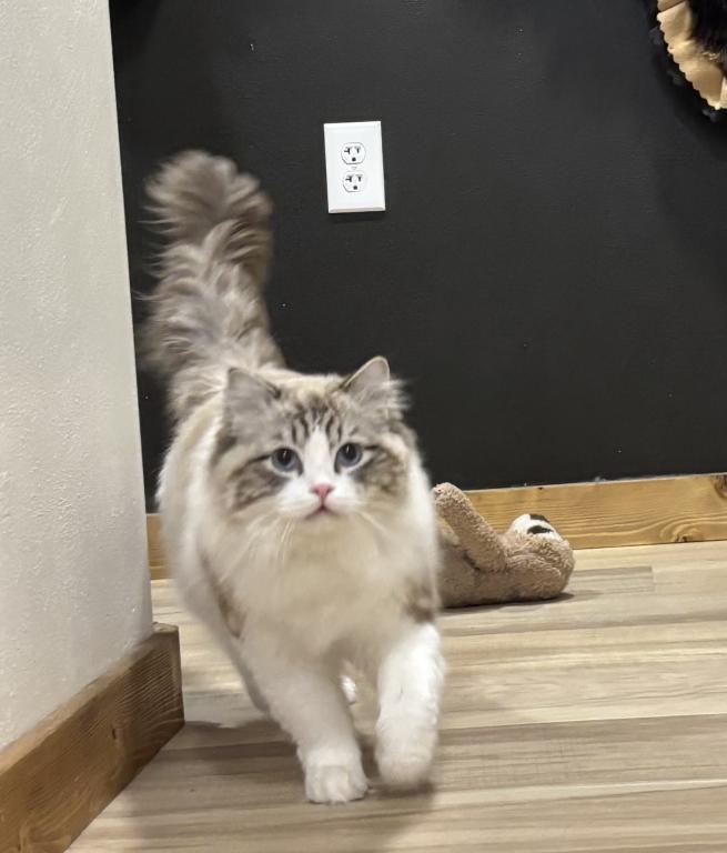 Fluffies Boy