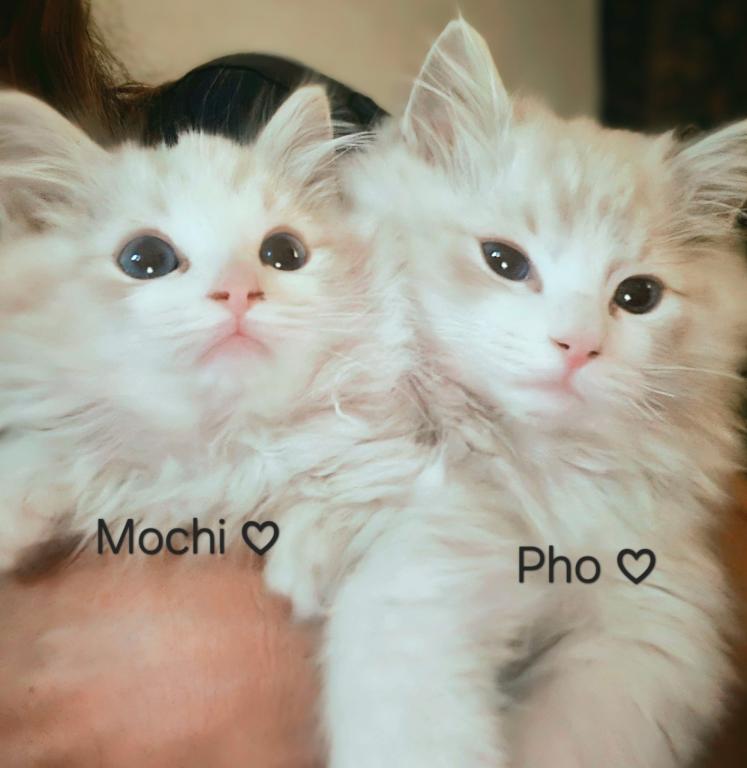 Mochi photo 1
