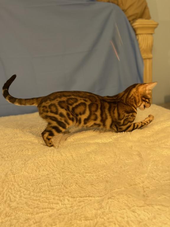 Athena Kittens photo 4