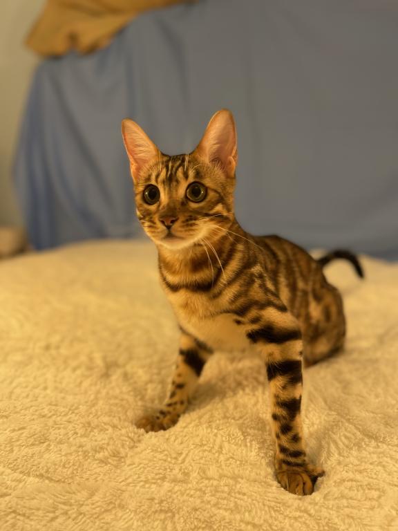 Athena Kittens photo 2