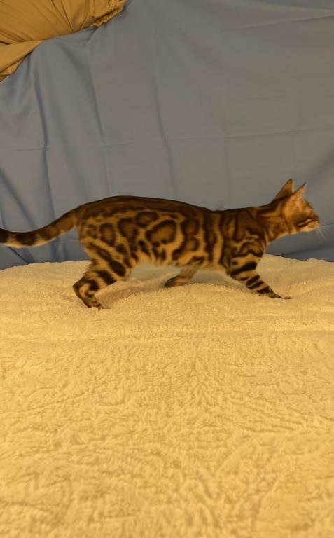Athena Kittens photo 5