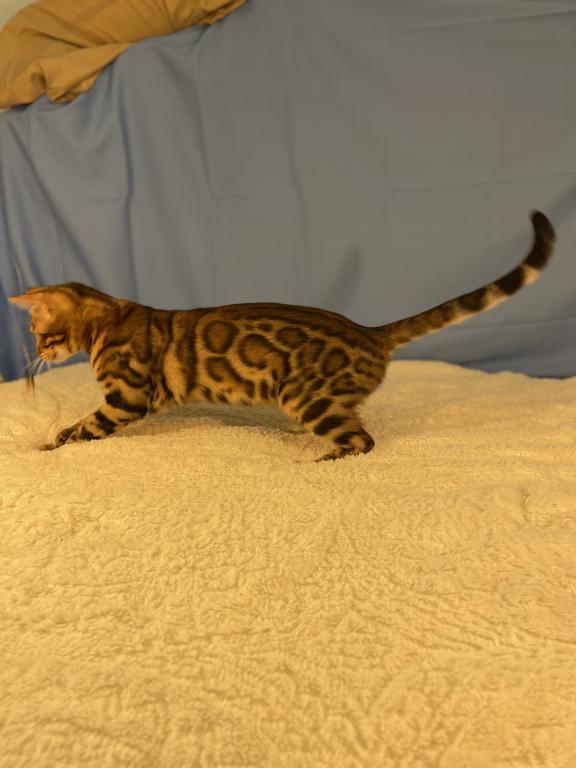 Athena Kittens photo 1