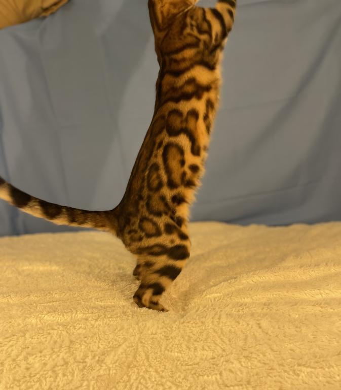 Athena Kittens photo 3