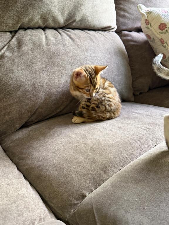 Gizmo photo 3