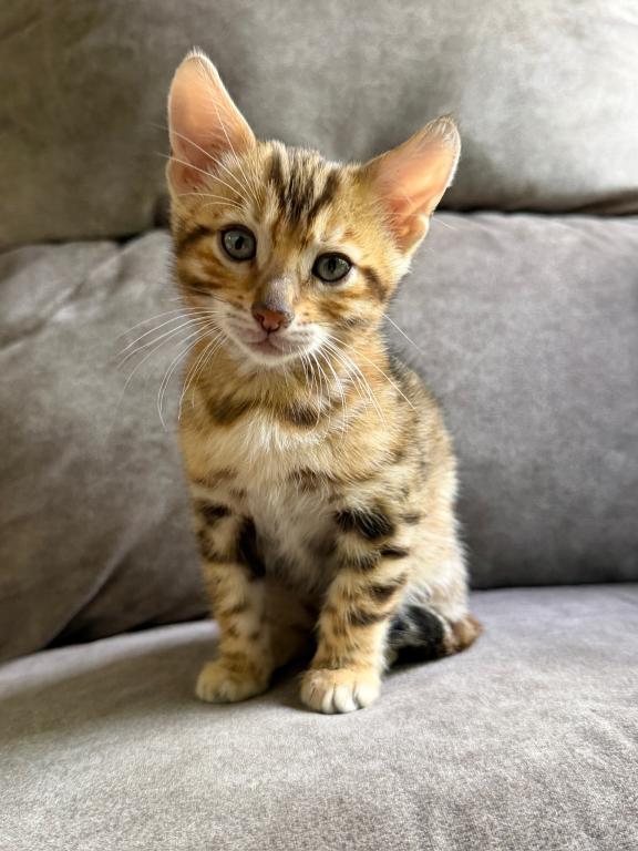 Gizmo photo 1