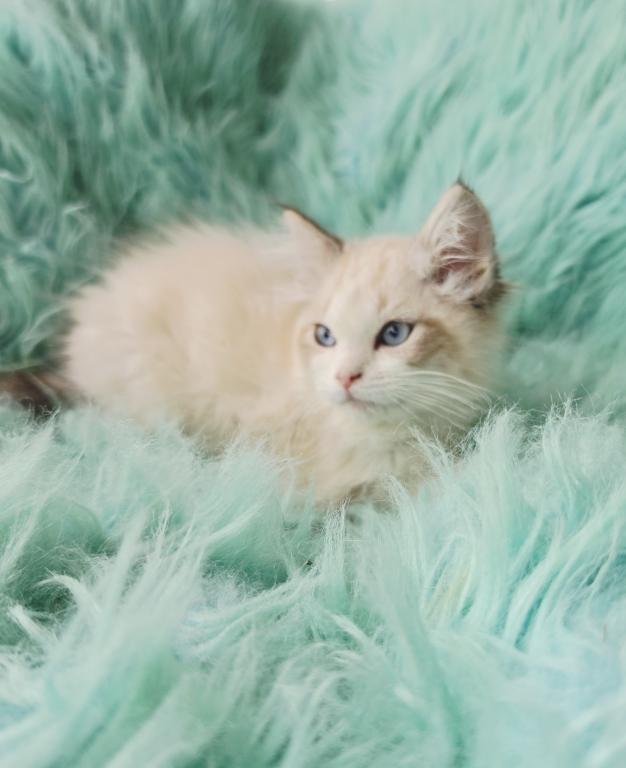 Female Ragdoll Kittens photo 16