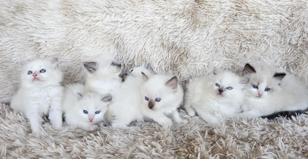 Female Ragdoll Kittens photo 2