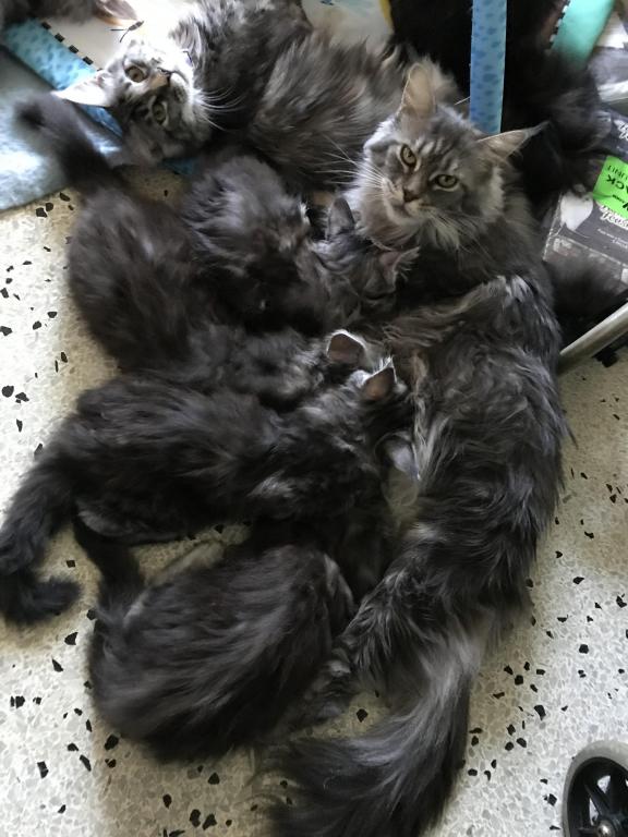 Open Reservation For European Main Coon Kittens photo 8