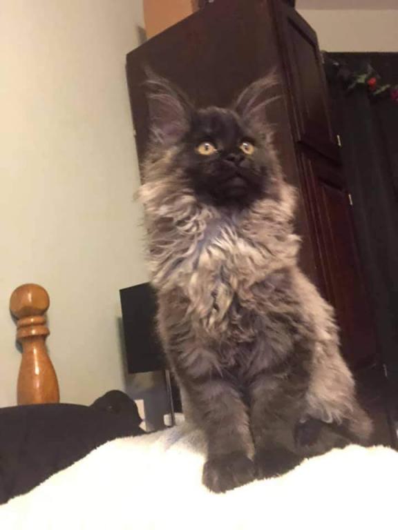 Open Reservation For European Main Coon Kittens photo 21