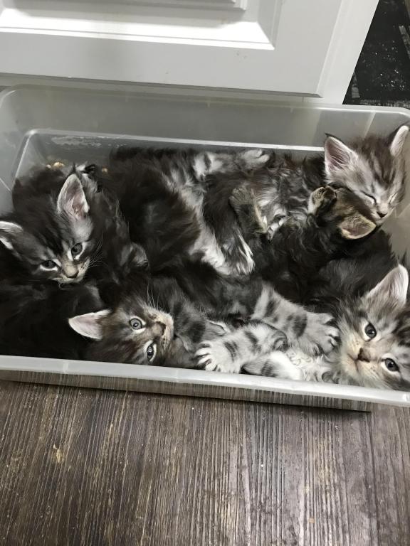 Open Reservation For European Main Coon Kittens photo 12
