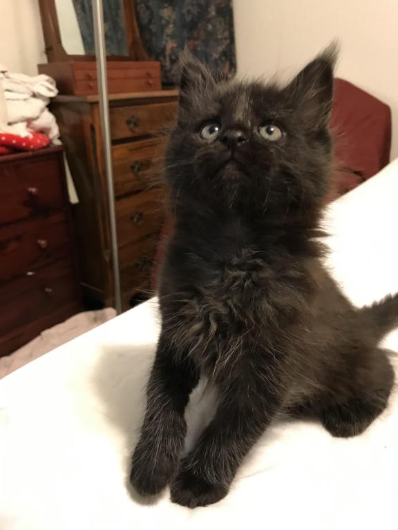 Open Reservation For European Main Coon Kittens photo 25