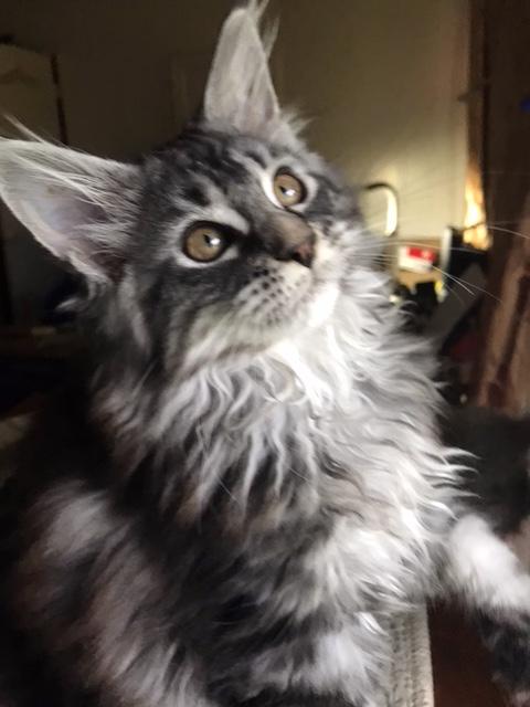 Open Reservation For European Main Coon Kittens photo 4