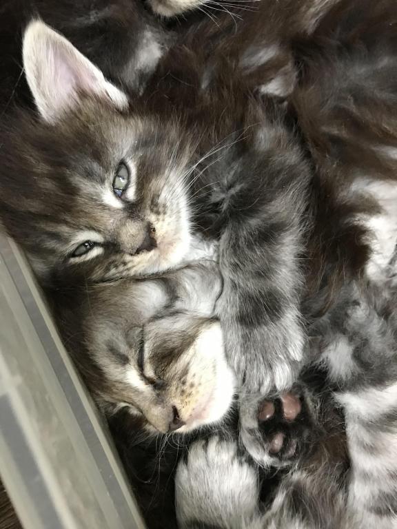 Open Reservation For European Main Coon Kittens photo 14