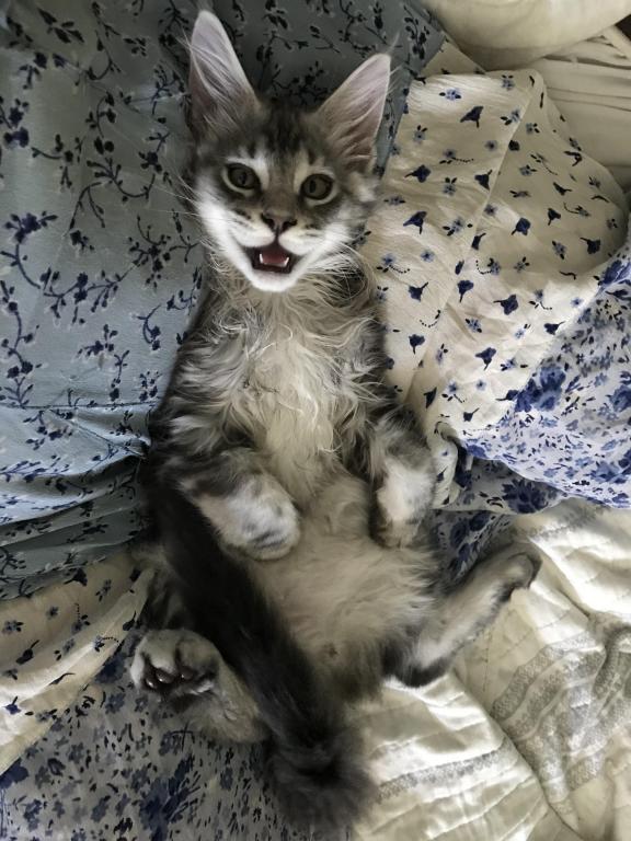 Open Reservation For European Main Coon Kittens photo 5
