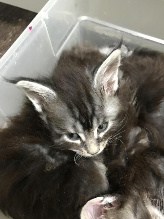 Open Reservation For European Main Coon Kittens photo 11