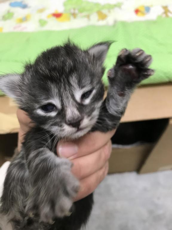 Open Reservation For European Main Coon Kittens photo 27