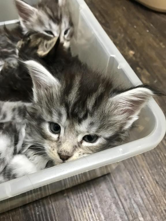 Open Reservation For European Main Coon Kittens photo 16