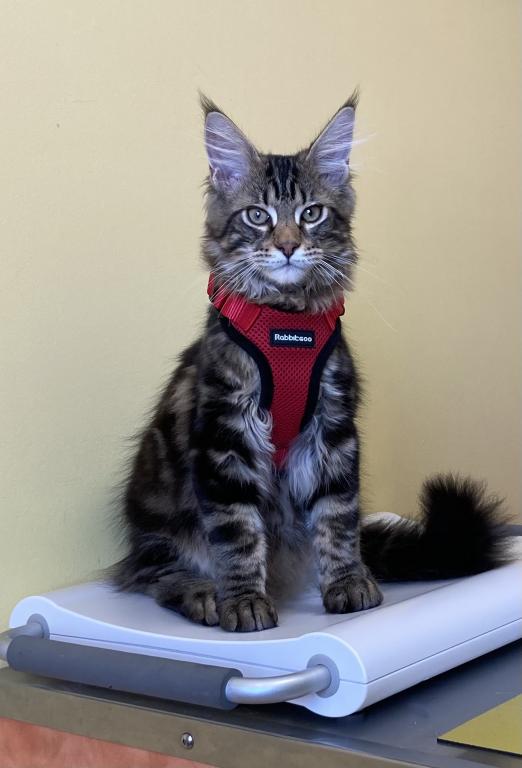 Open Reservation For European Main Coon Kittens photo 19