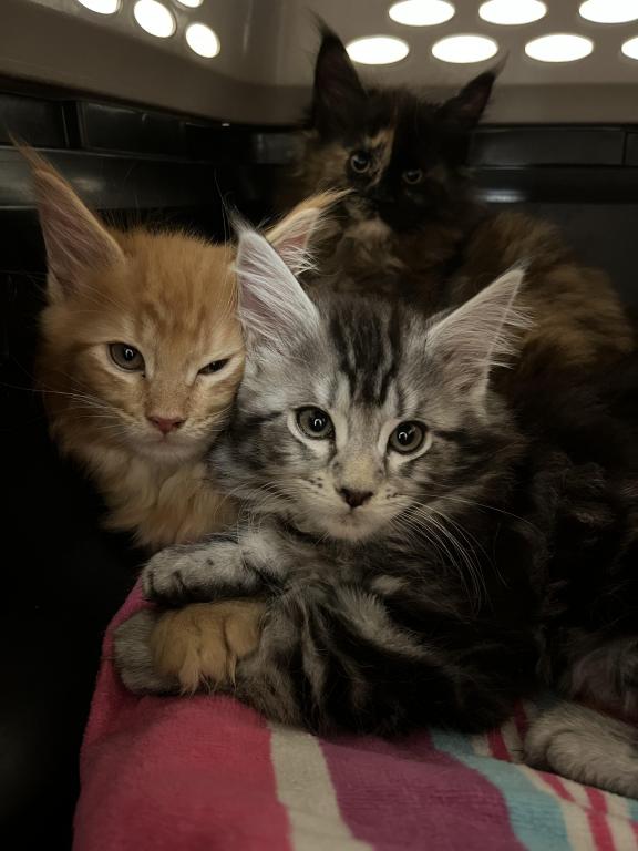 Open Reservation For European Main Coon Kittens photo 1