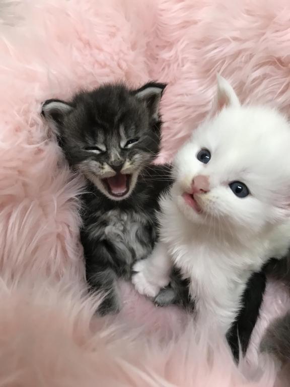Open Reservation For European Main Coon Kittens photo 28