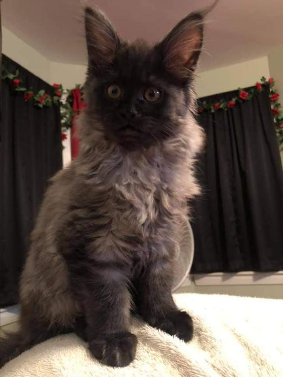 Open Reservation For European Main Coon Kittens photo 20