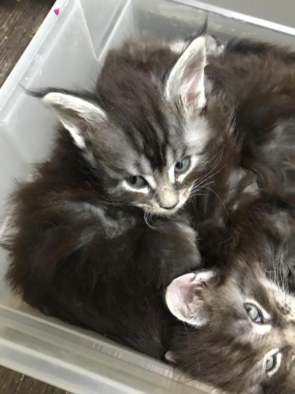 Open Reservation For European Main Coon Kittens photo 15