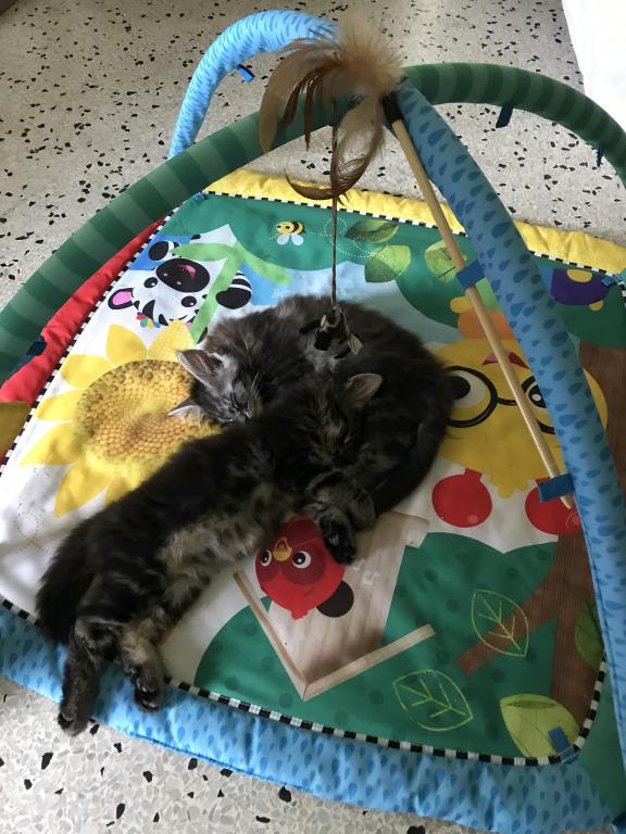 Open Reservation For European Main Coon Kittens photo 10