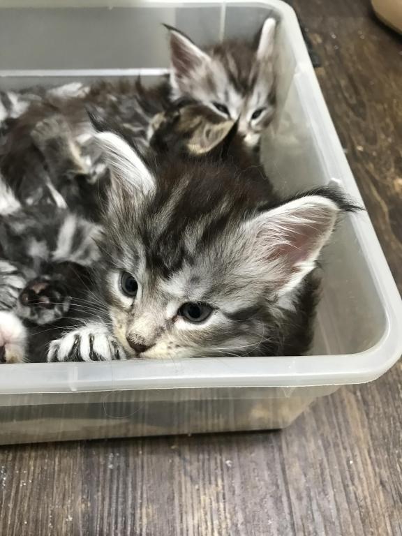 Open Reservation For European Main Coon Kittens photo 13