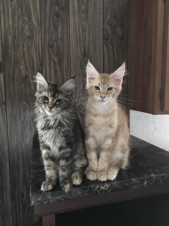 Open Reservation For European Main Coon Kittens photo 22