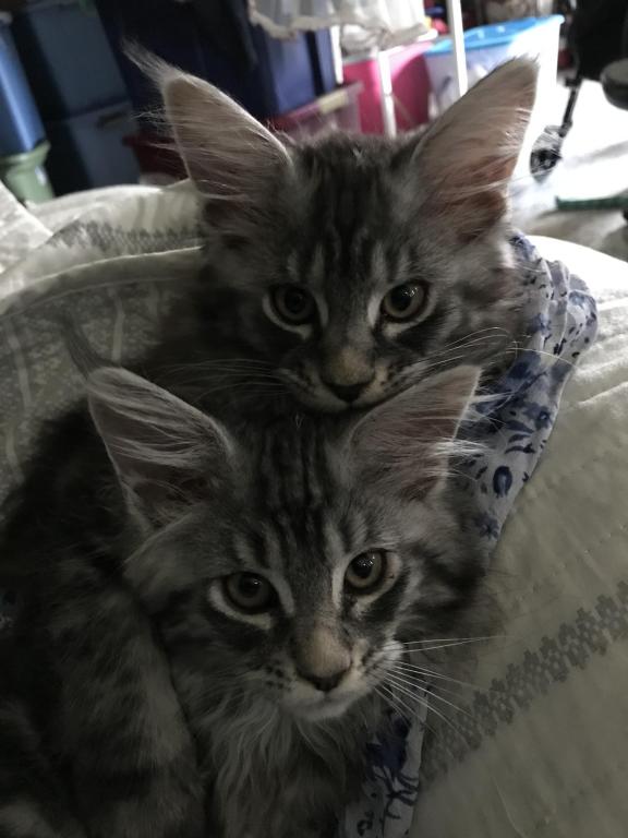 Open Reservation For European Main Coon Kittens photo 9