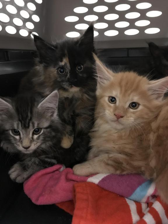 Open Reservation For European Main Coon Kittens photo 17
