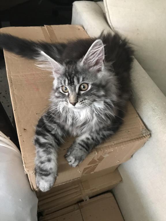 Open Reservation For European Main Coon Kittens photo 2