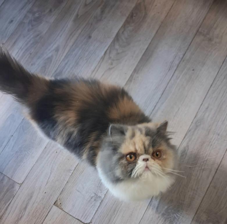 Cfa 7mo Dilute Calico Kitten With Haircut photo 1