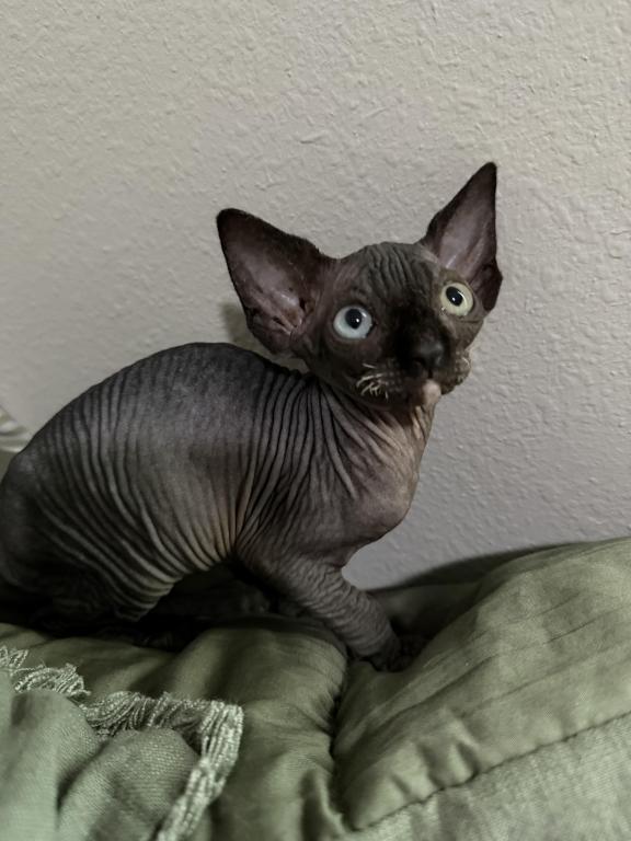 Onyx photo 2