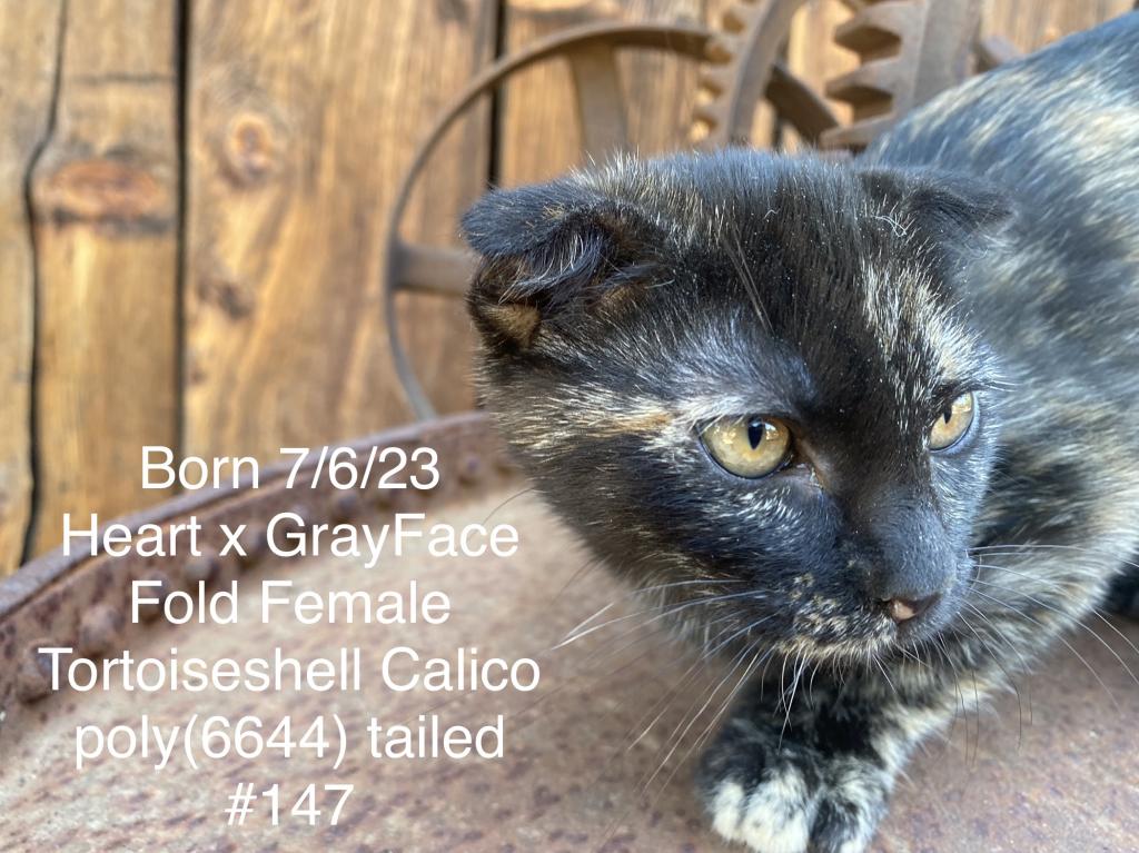 Fold Tortoiseshell Calico Female photo 1