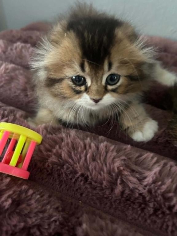 Scottish Fold photo 1