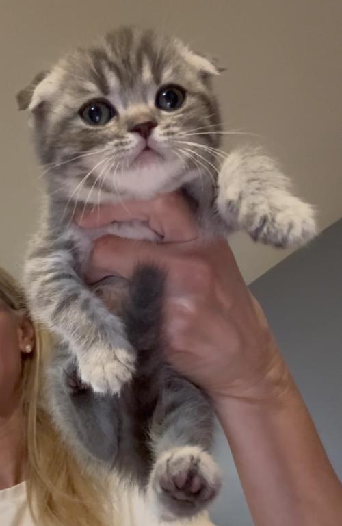 Scottish Fold Girl photo 1
