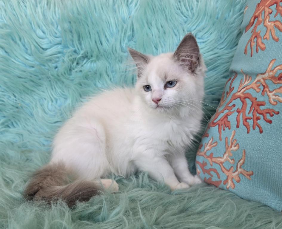 Purebred Ragdoll Kittens photo 5