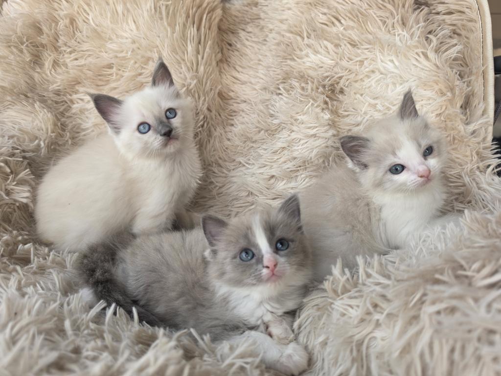 Purebred Ragdoll Kittens photo 6