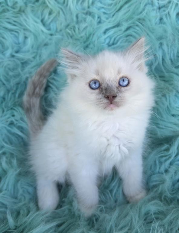 Purebred Ragdoll Kittens photo 4