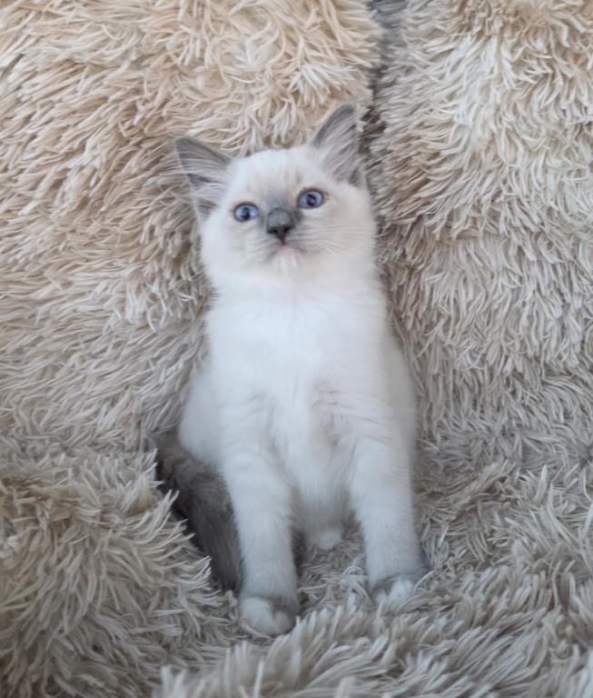 Purebred Ragdoll Kittens photo 9