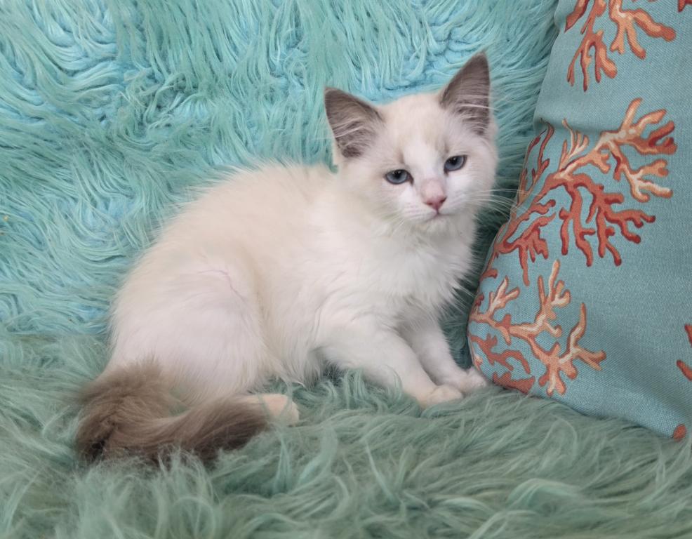 Purebred Ragdoll Kittens photo 7