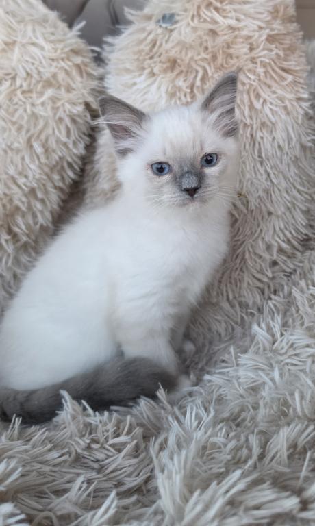 Purebred Ragdoll Kittens photo 10