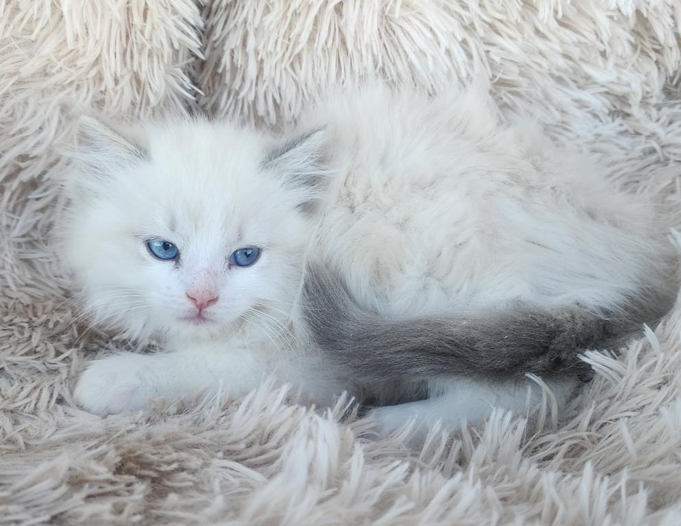 TICA Registered Ragdoll Kittens photo 2
